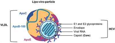 Hepatitis C Virus (HCV)–Apolipoprotein Interactions and Immune Evasion and Their Impact on HCV Vaccine Design